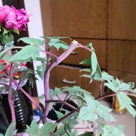 下个月开始，这10种花不能剪，剪了没花看，白养大半年！