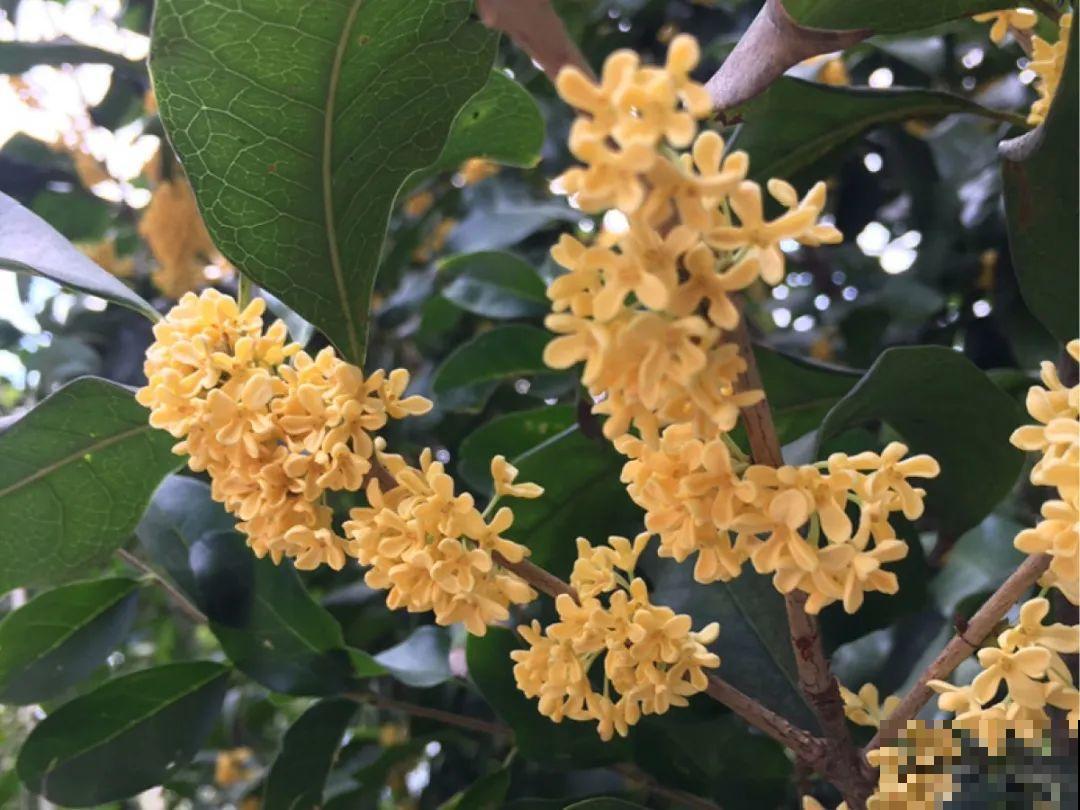 11种花，下个月就开花，现在养护是关键！