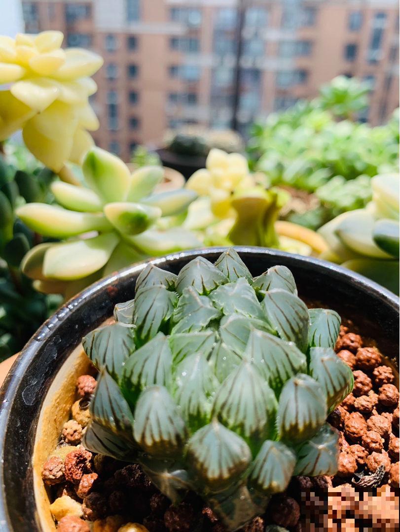 家里养玉露，扣个塑料瓶，立马水晶透亮