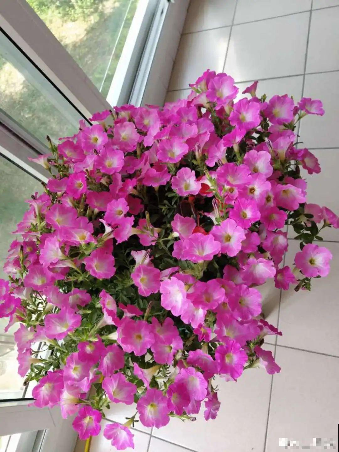 5种花，只能秋天播种，苗壮开花多！