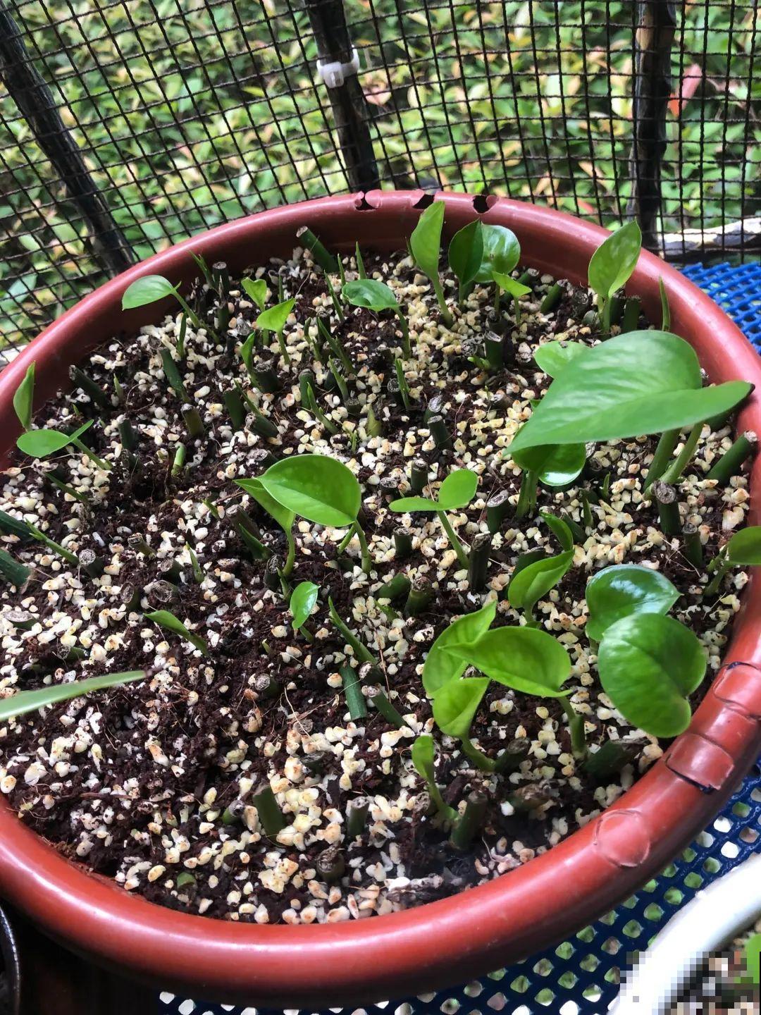 龟背竹长出长鞭子，连着茎一块砍下来，种土里就能活