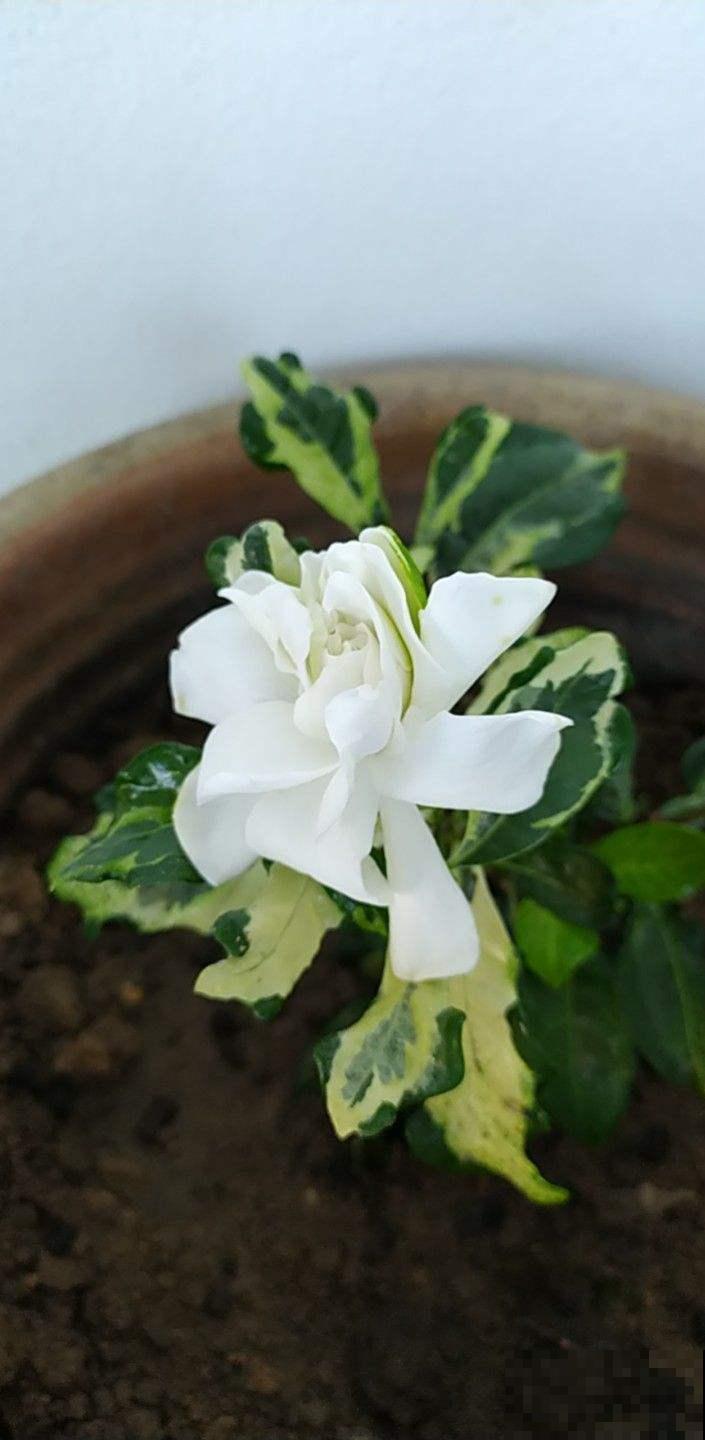 秋季养花大合集，30种花，你想要的我全有！