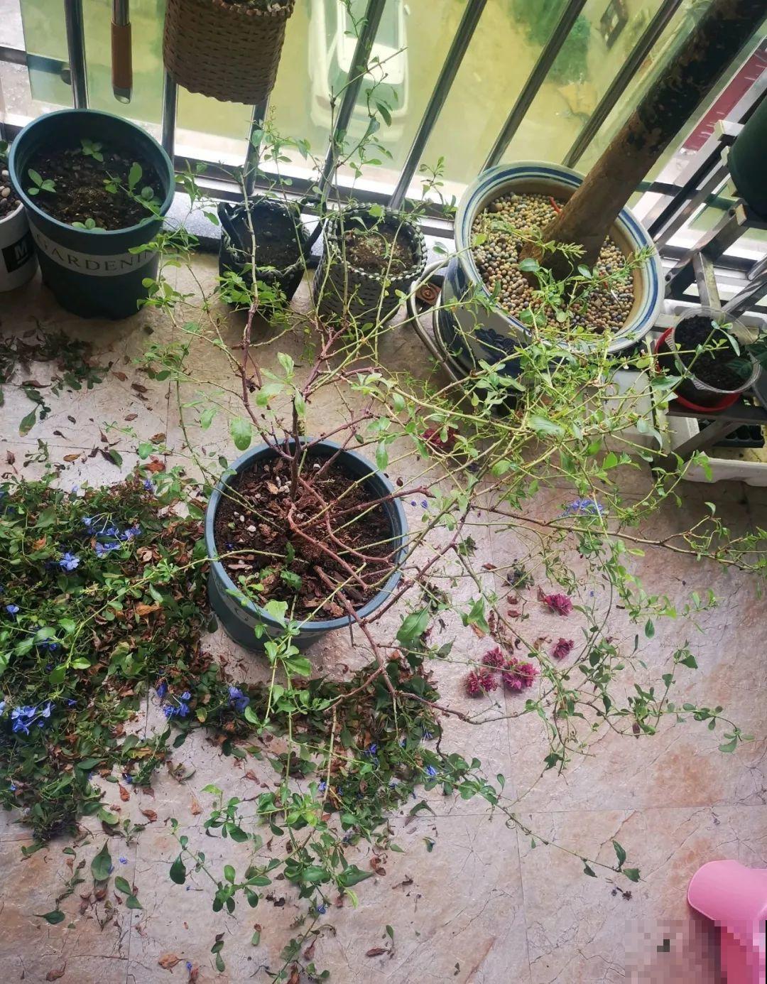 都说秋天不能剪，我却狠心剪秃头，对不对？