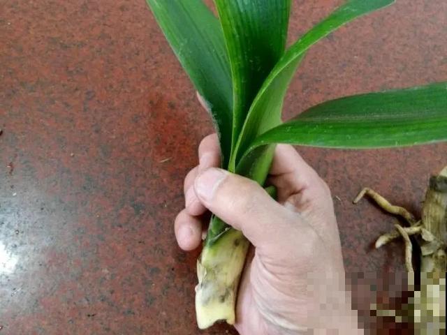 8种花换盆,换好了生一堆,换错立马死! 8种花换盆,换好了生一堆,换错立马死!