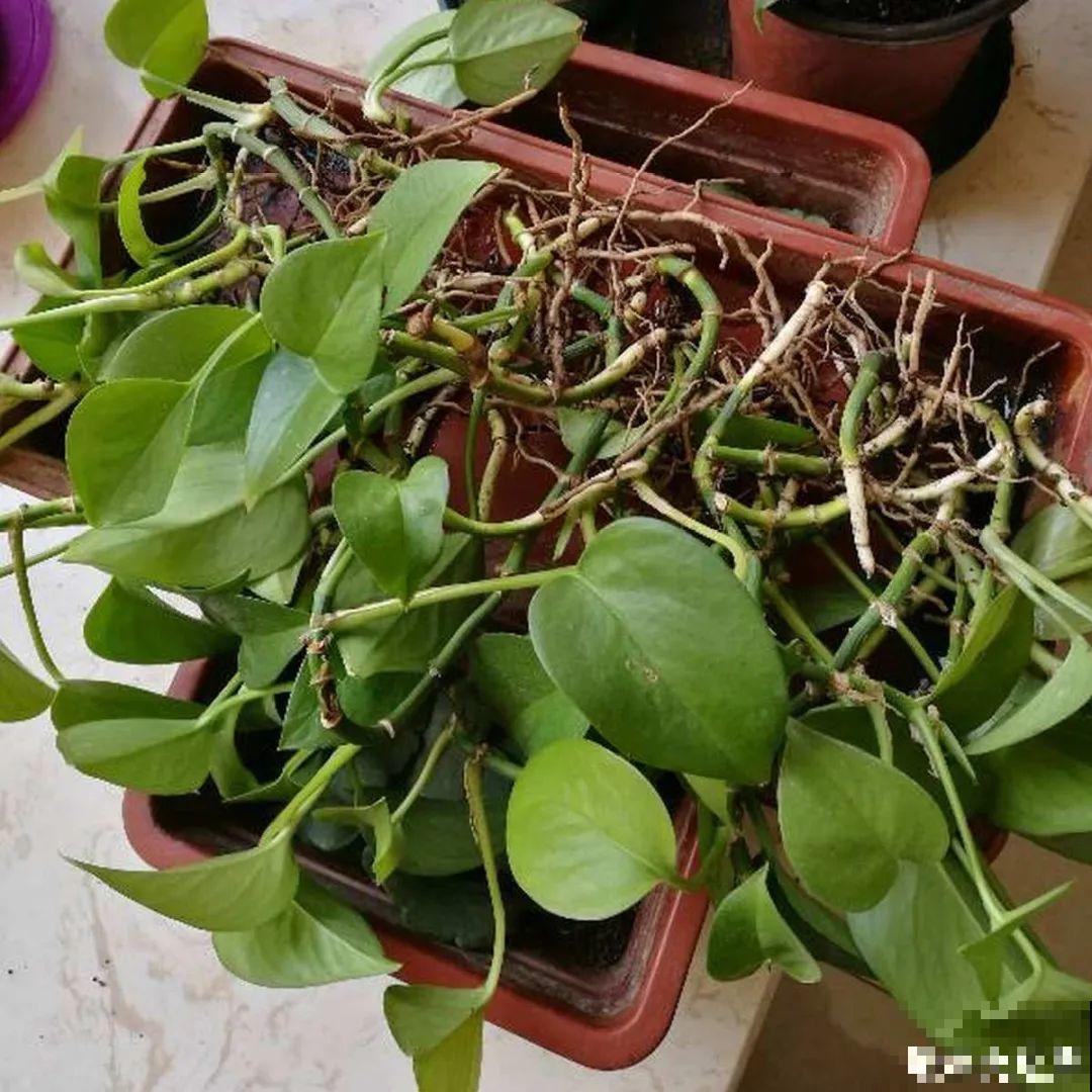 路边也能捡到“宝”,回家养一养,开成宝贝花! 路边也能捡到“宝”,回家养一养,开成宝贝花!