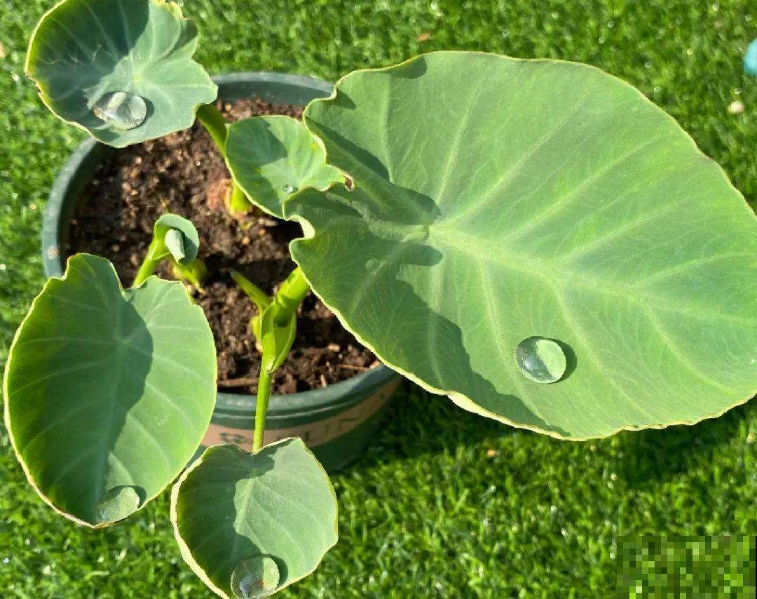 玉米地瓜，放久了自动变成盆栽，太好活了吧？