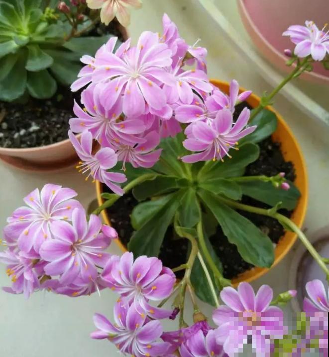 都说多肉开花要剪掉,这种多肉千万别剪,看的就是花! 都说多肉开花要剪掉,这种多肉千万别剪,看的就是花!