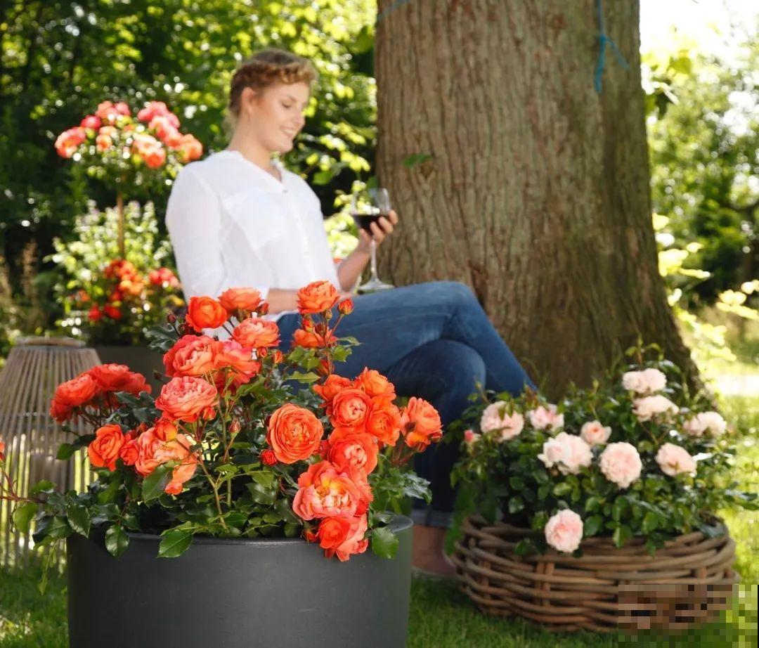 秋天养10种花，个个美得像油画，特别上档次！