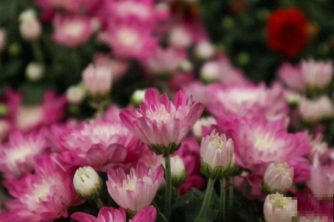 24种植物“净化器”,每个房间养一盆,太值了! 24种植物“净化器”,每个房间养一盆,太值了!