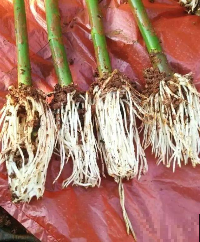 旧筷子、老干妈瓶，都是养花宝贝，做盆浇水都能用！