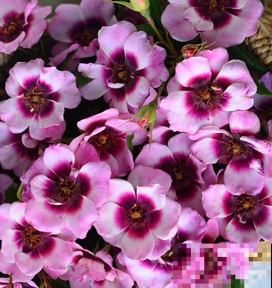 8款眼睛月季,花型独特,还有好闻的香味! 8款眼睛月季,花型独特,还有好闻的香味!