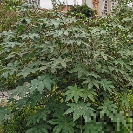 38种入侵植物,全村出来挖,挖完又长一大片 38种入侵植物,全村出来挖,挖完又长一大片