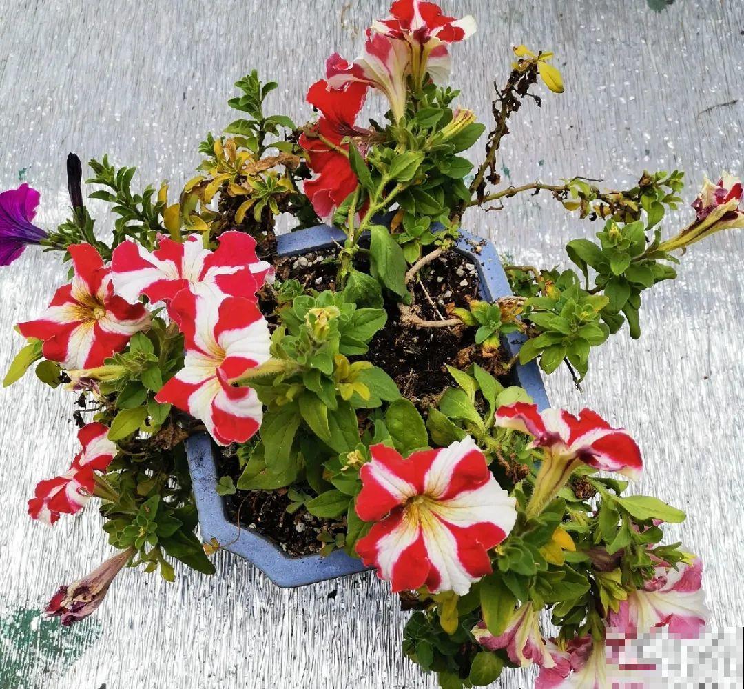 8种花,养小不养老,越老开花越少! 8种花,养小不养老,越老开花越少!