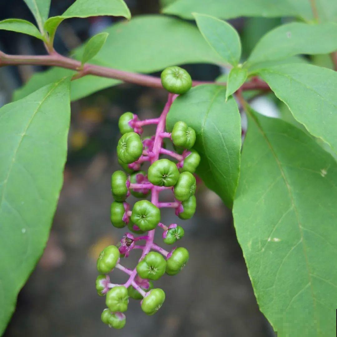 38种入侵植物,全村出来挖,挖完又长一大片 38种入侵植物,全村出来挖,挖完又长一大片