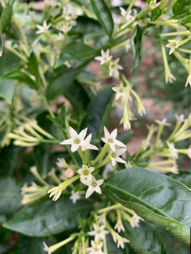 家里有老人,7种花别养在家,对身体不好 家里有老人,7种花别养在家,对身体不好