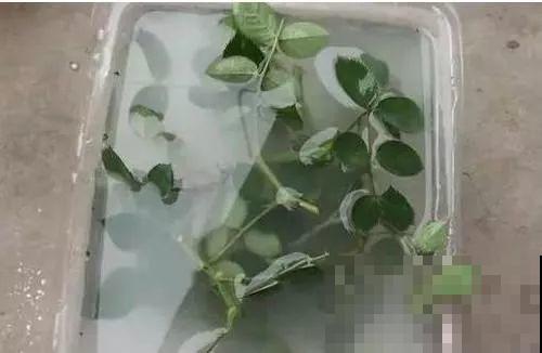 旧筷子、老干妈瓶，都是养花宝贝，做盆浇水都能用！