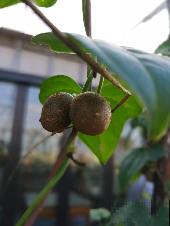 一节山药埋土里,长成嫩绿盆栽,还能顺杆爬满墙 一节山药埋土里,长成嫩绿盆栽,还能顺杆爬满墙