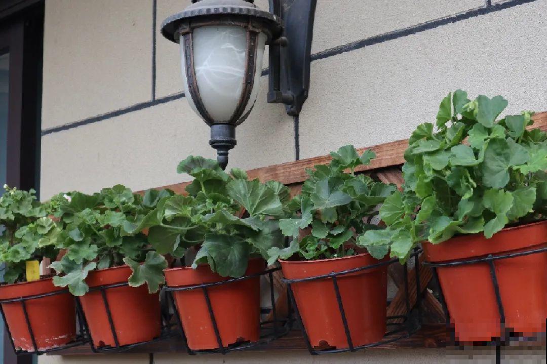 三伏已过,这花可以处理了,晚了错过开花! 三伏已过,这花可以处理了,晚了错过开花!