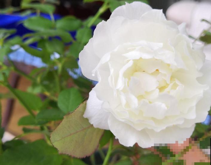 这些花一个比一个好看,但是大家都不喜欢,难道是不吉利? 这些花一个比一个好看,但是大家都不喜欢,难道是不吉利?