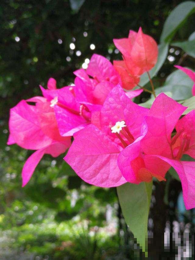 入秋后要及时修剪，不然6种花越长越丑