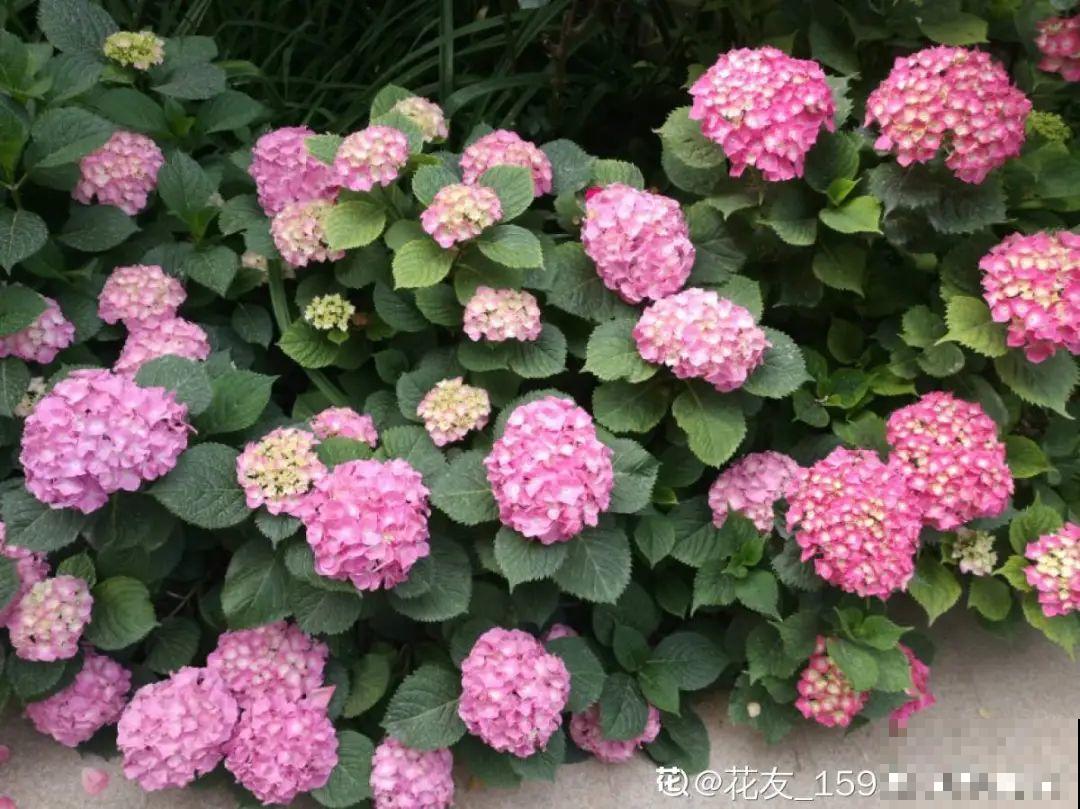 20种花秋天浇水避坑指南,现在就注意,来年长更好! 20种花秋天浇水避坑指南,现在就注意,来年长更好!