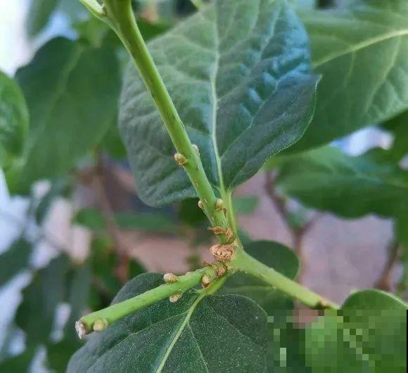 下个月开始，这10种花不能剪，剪了没花看，白养大半年！