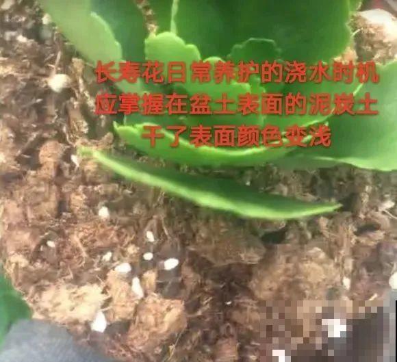 秋老虎来了，9种花进入“死期”，切莫大意！