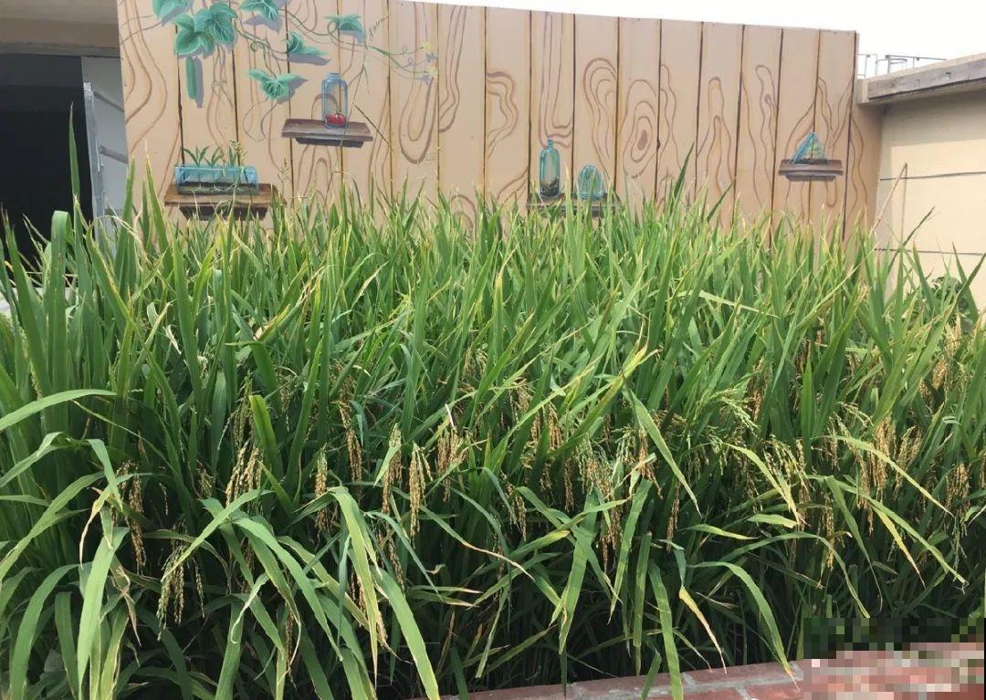 重庆一家企业,楼顶用来种菜养花,佩服! 重庆一家企业,楼顶用来种菜养花,佩服!