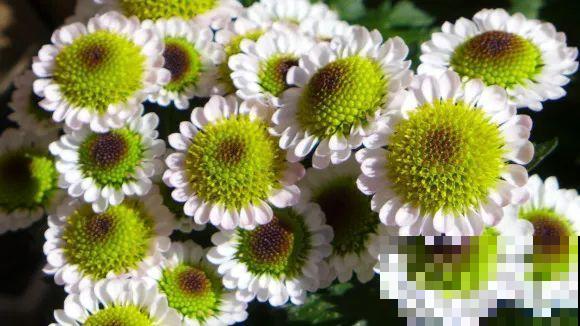 秋天的院子,养点喜欢的花,乐得自在 秋天的院子,养点喜欢的花,乐得自在