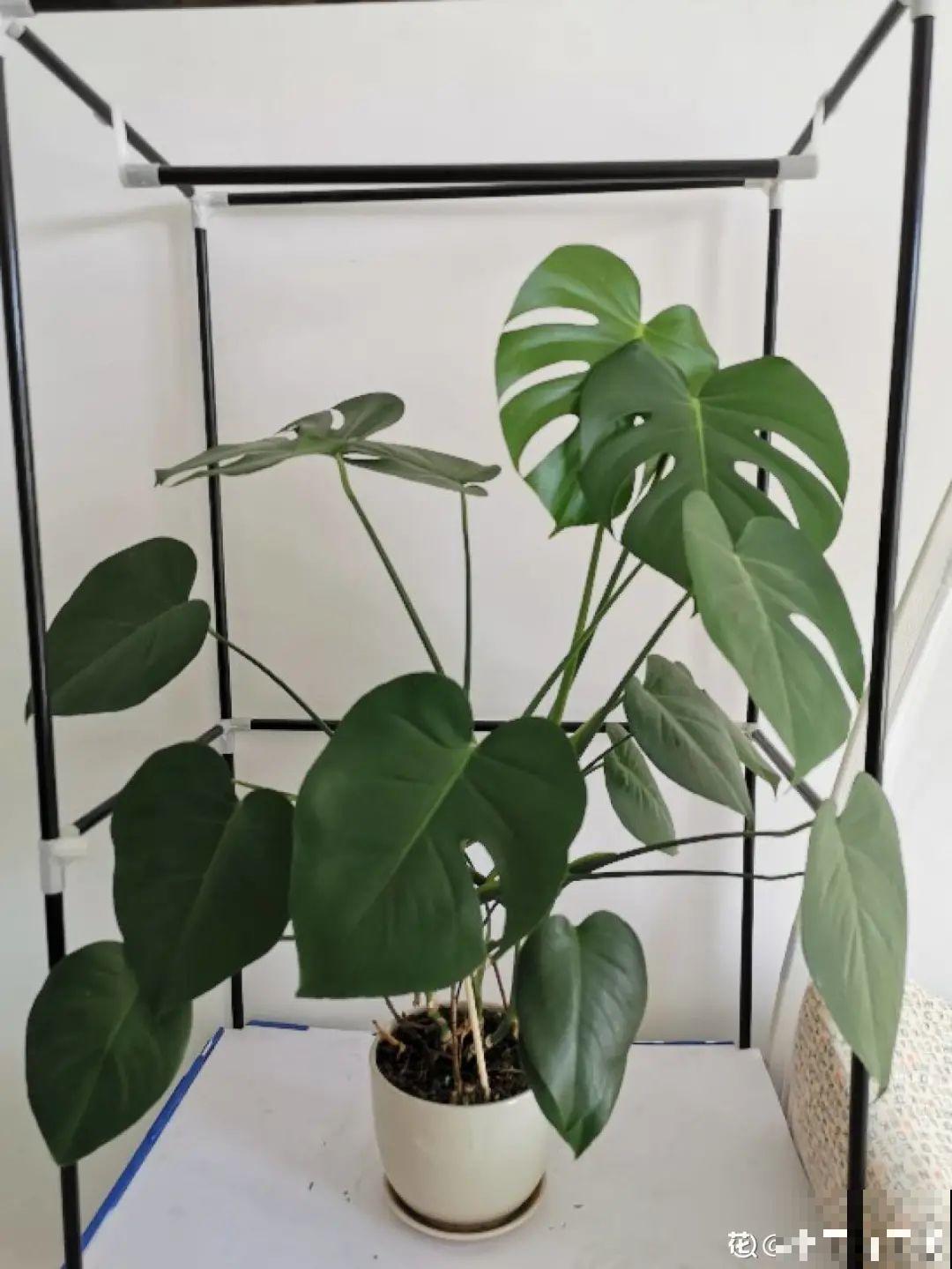 新买一盆花,叶子五颜六色,真怀疑它是不是喷药了? 新买一盆花,叶子五颜六色,真怀疑它是不是喷药了?