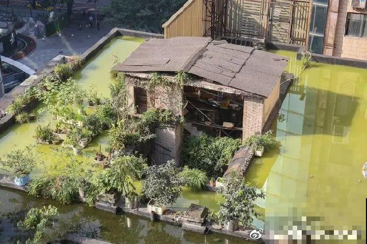 重庆一家企业,楼顶用来种菜养花,佩服! 重庆一家企业,楼顶用来种菜养花,佩服!