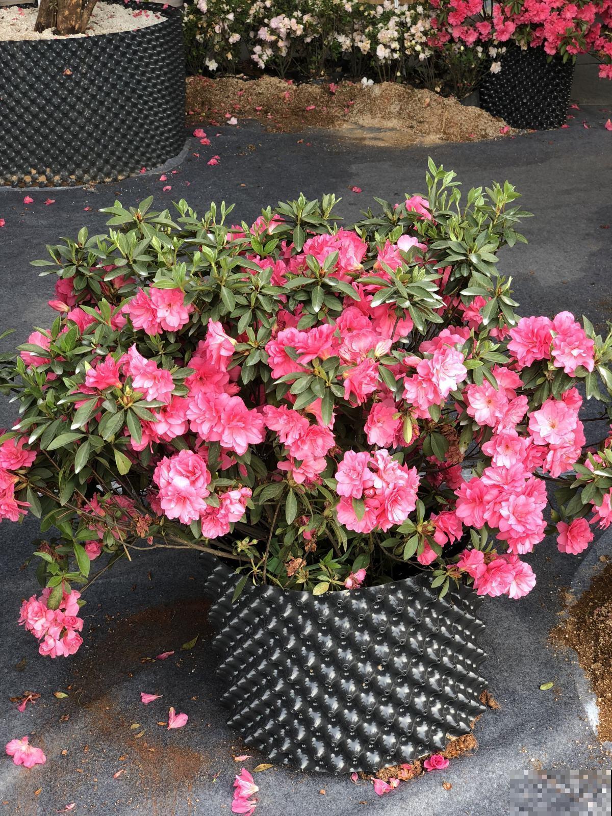 喜好酸口的5种花，无酸不欢，加点醋长爆盆！