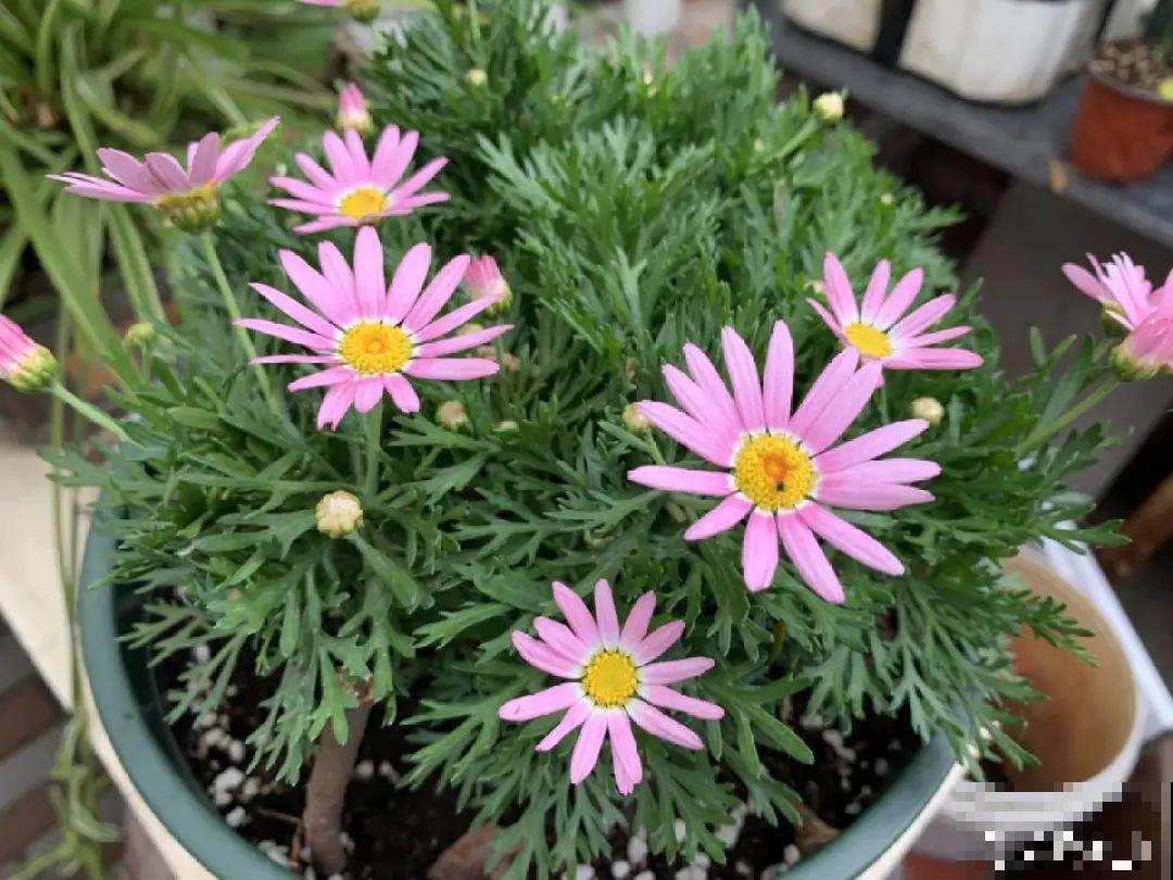 6种花,现在长的快,多浇水、勤施肥! 6种花,现在长的快,多浇水、勤施肥!