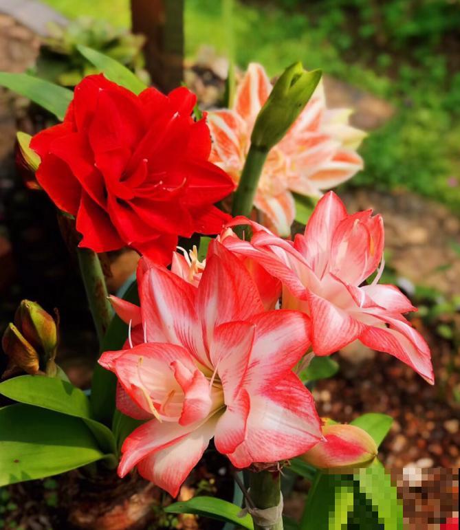 为什么朱顶红要休眠？因为不休眠，很可能不开花！