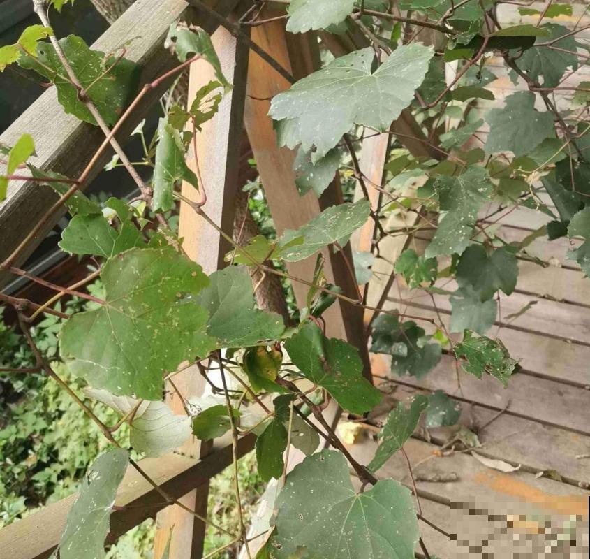 5种水果盆栽，秋天种刚好，果子能结一大片！