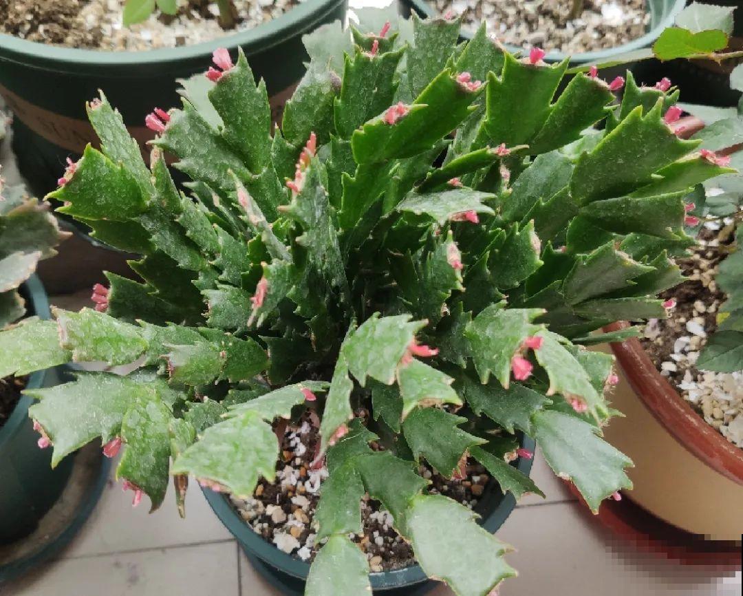 养花不一定要用大花盆，8种花要换小盆，挤着养才能长好