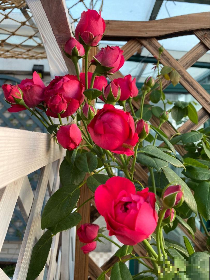 新手养花，牢记5个“坑”，也能把花养爆盆