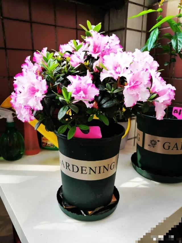 养根的3个小方法,照着一步步做,根能撑爆盆! 养根的3个小方法,照着一步步做,根能撑爆盆!