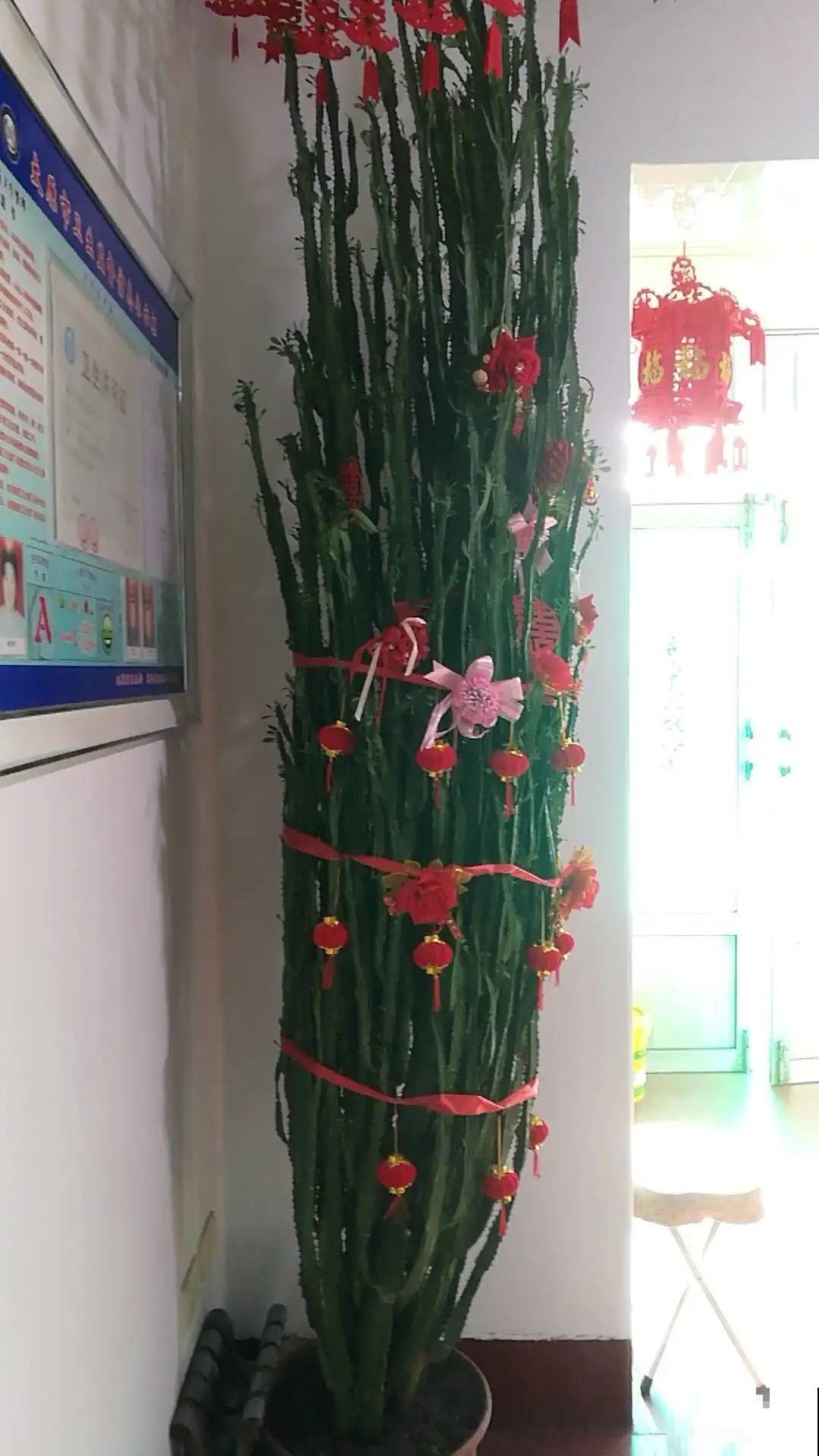 1米7的天竺葵，开花成瀑布，太震撼了