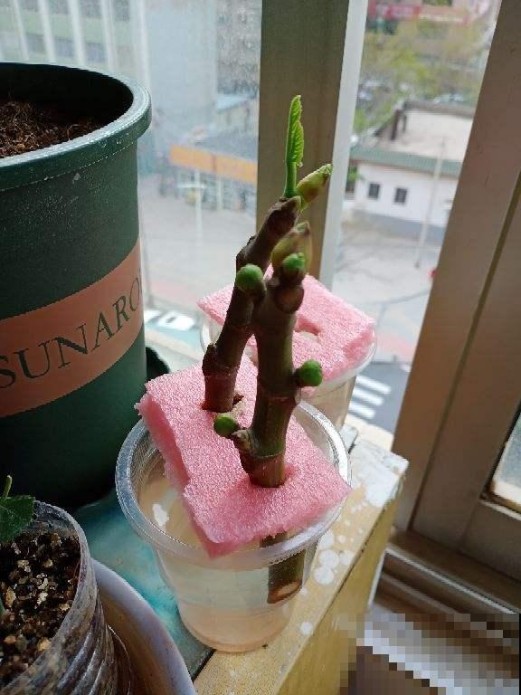 小海绵作用大,剪一刀插枝条,扦插蹭蹭冒白根 小海绵作用大,剪一刀插枝条,扦插蹭蹭冒白根