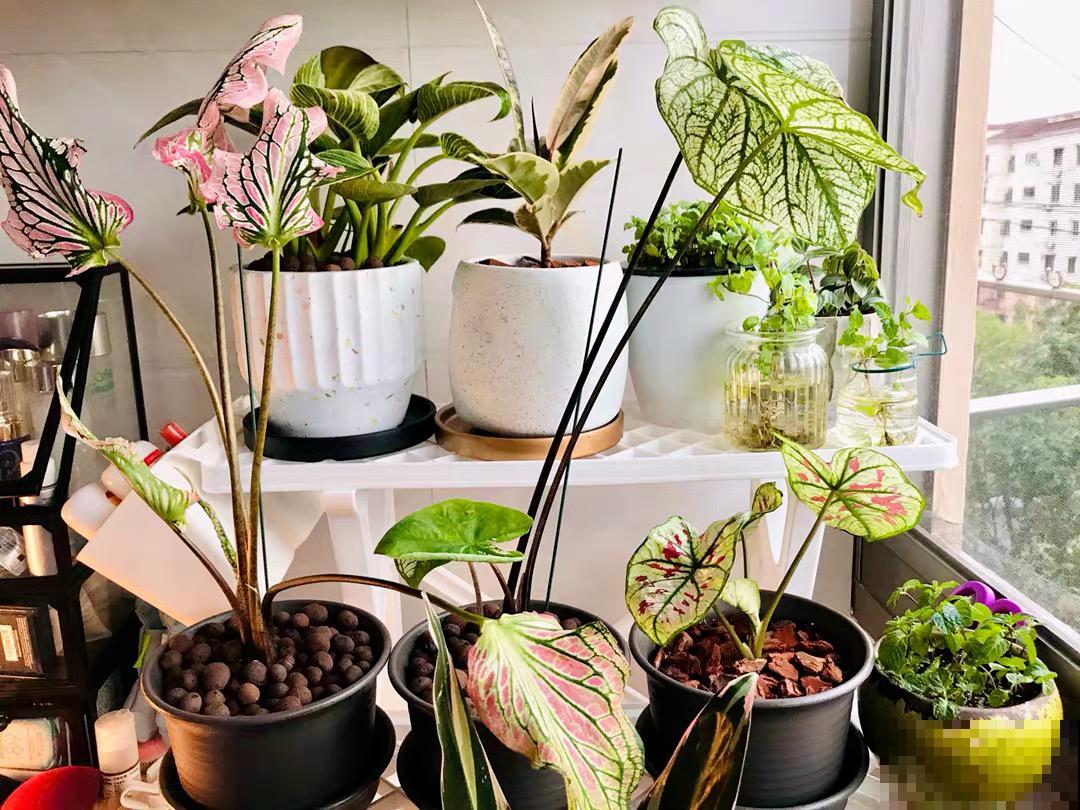 比绿萝还耐阴的花，叶子五彩斑斓，像打翻的调色板！