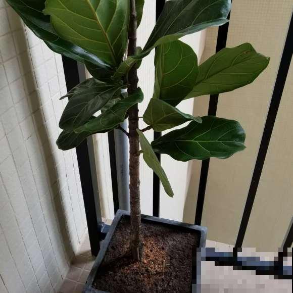 浇水时注意一个细节,花喝了长得超快,大白根又密又壮! 浇水时注意一个细节,花喝了长得超快,大白根又密又壮!