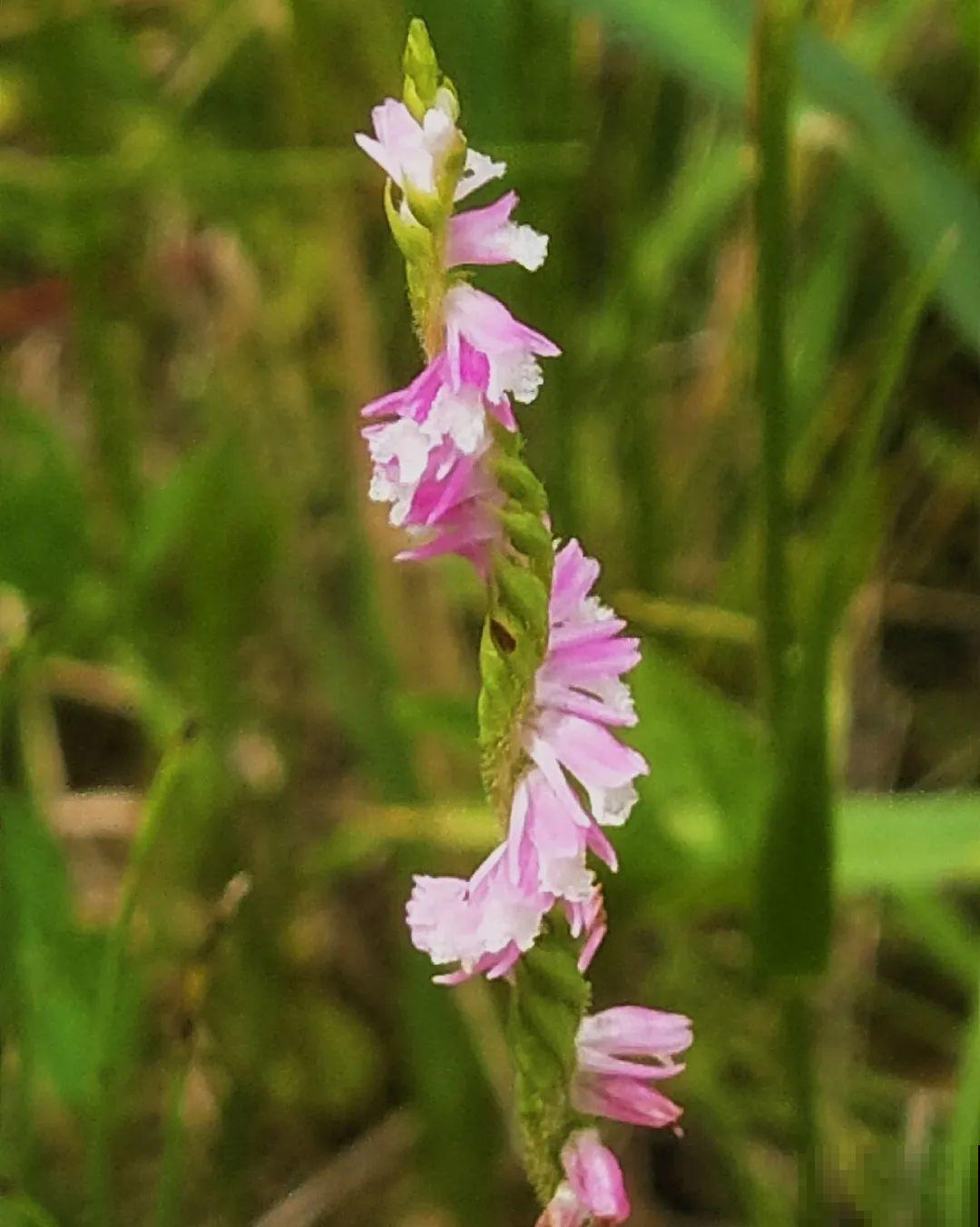 山上的雪莲,说摘就摘? 山上的雪莲,说摘就摘?