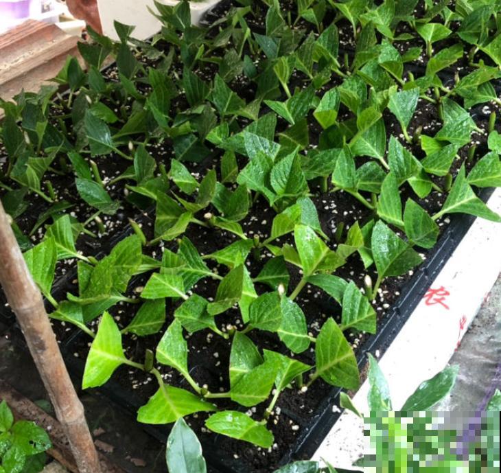 天凉最适合扦插,绣球随便剪根枝,插水里都能活! 天凉最适合扦插,绣球随便剪根枝,插水里都能活!