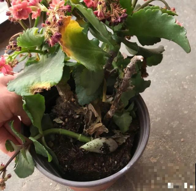 20种花,天凉了赶紧剪,来年开花有多又艳! 20种花,天凉了赶紧剪,来年开花有多又艳!