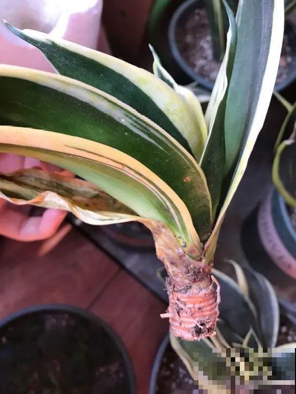 这花拔起来没有根,赶紧换盆,不然活不过俩月! 这花拔起来没有根,赶紧换盆,不然活不过俩月!