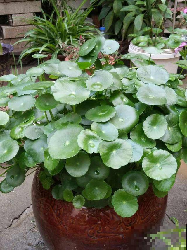 急性子人,就养这4种花,一周长好,棵棵爆盆 急性子人,就养这4种花,一周长好,棵棵爆盆