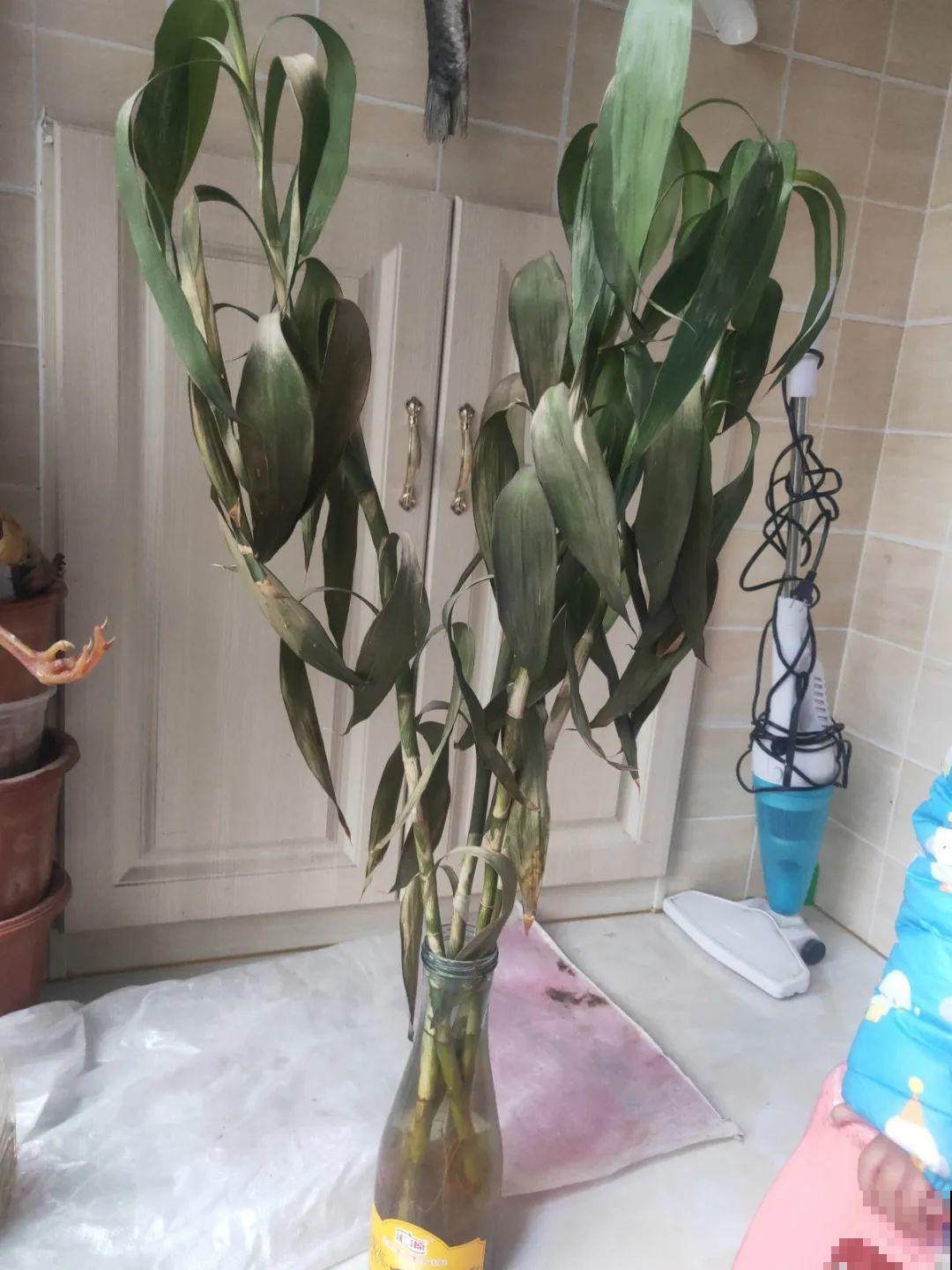 龟背竹长出长鞭子，连着茎一块砍下来，种土里就能活