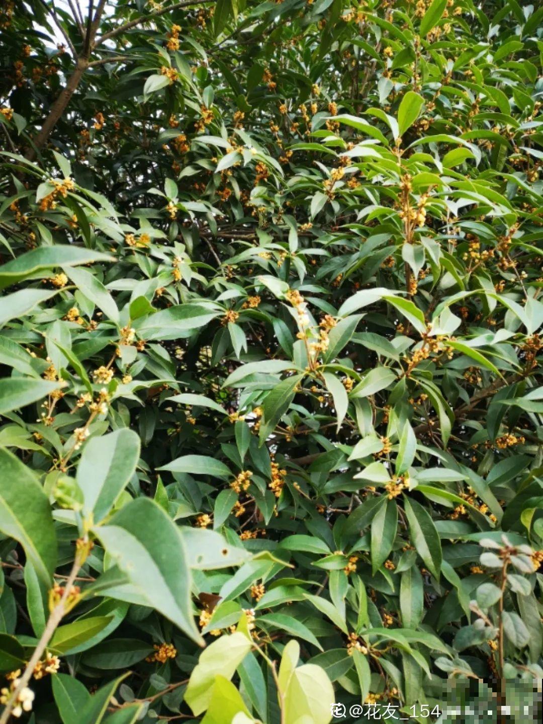 9月施肥季,这花赶紧贴秋膘,才能爆开花! 9月施肥季,这花赶紧贴秋膘,才能爆开花!