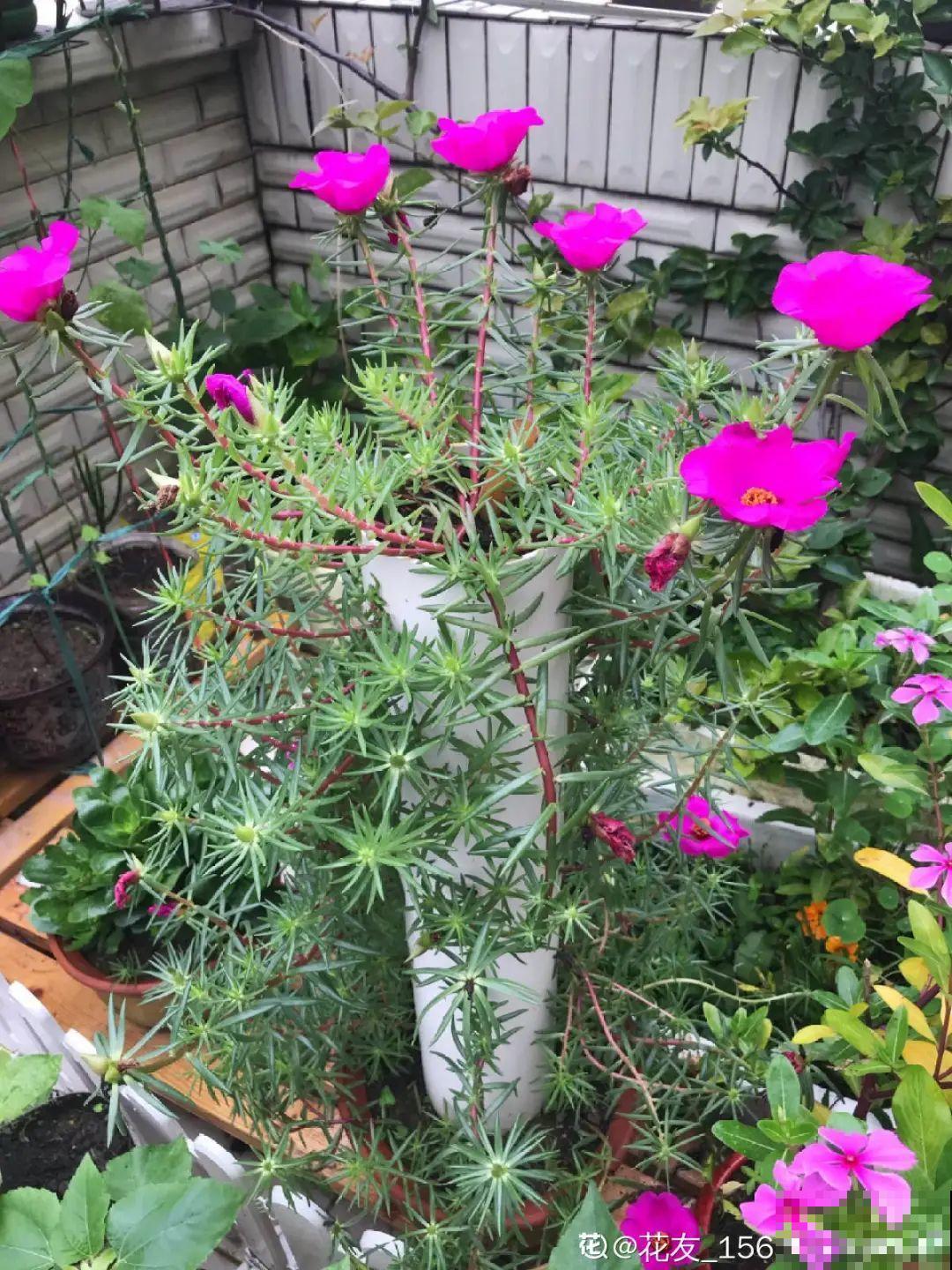 塑料瓶养花真省钱,戳个洞就行,种上吊兰长得超旺 塑料瓶养花真省钱,戳个洞就行,种上吊兰长得超旺